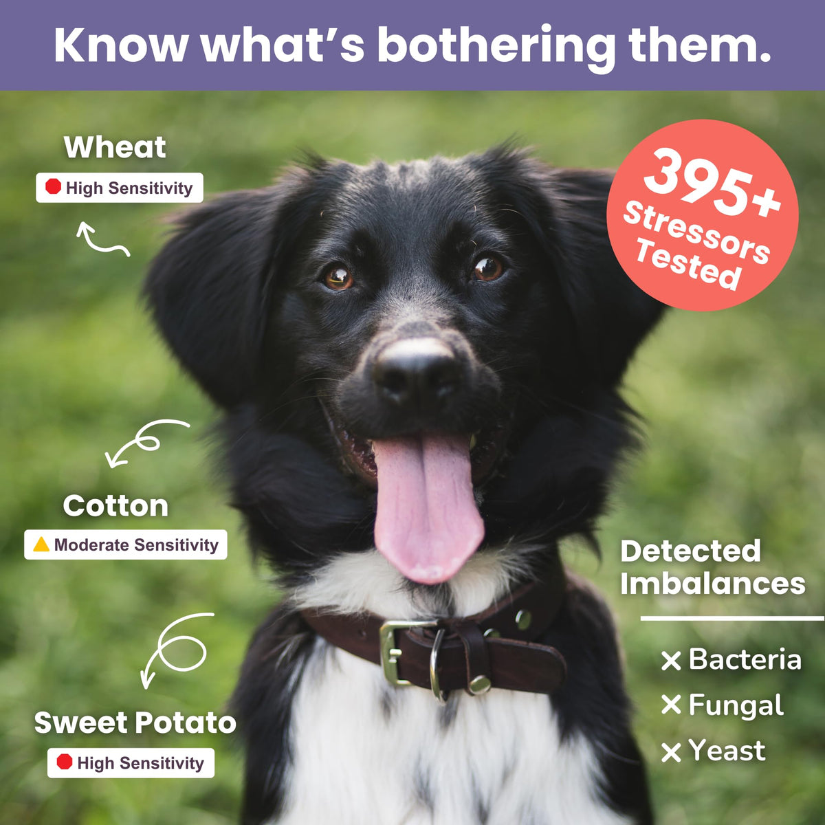 Pet Intolerance Test Dogs & Cats X8976