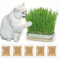 Hydroponic Cat Grass Grow Kit with 5Pack Non GMO Seeds W243725