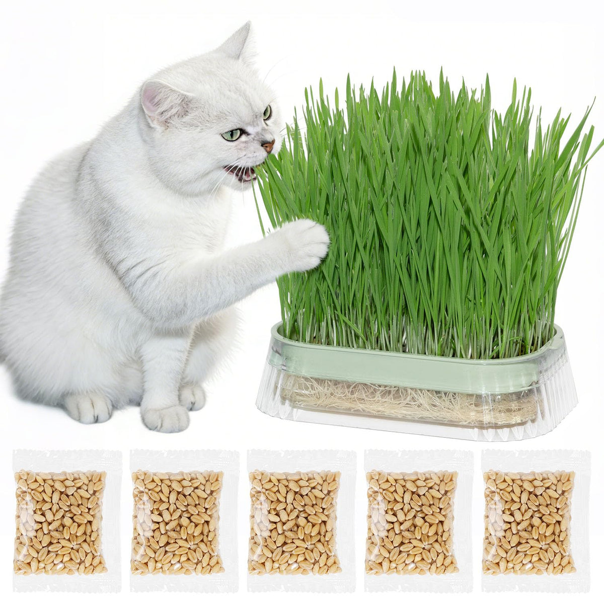 Hydroponic Cat Grass Grow Kit with 5Pack Non GMO Seeds W243725