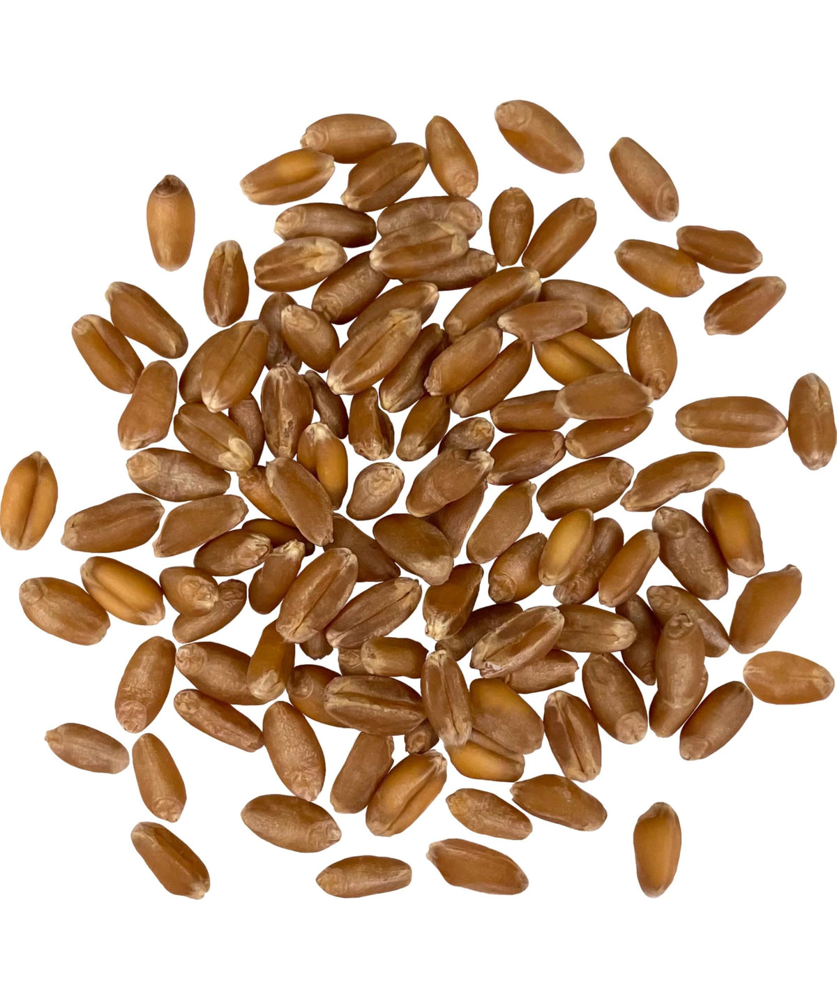 Hard Red Winter Wheat Berries 25 LBS Bucket U754689