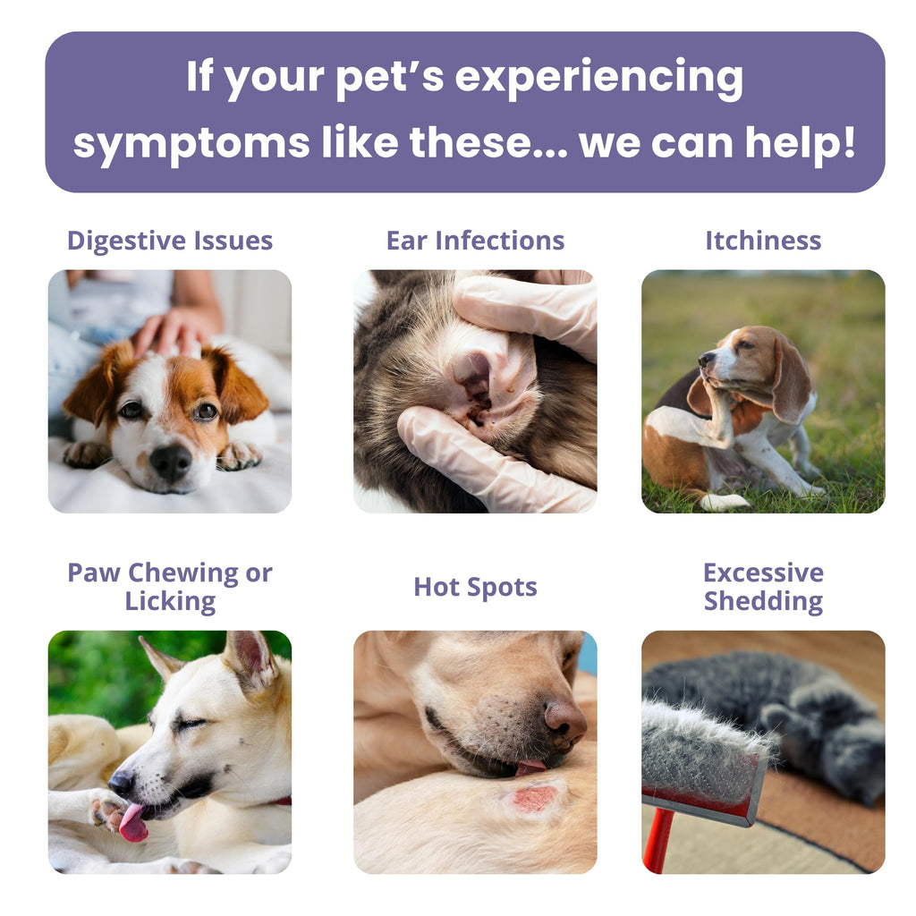 Pet Intolerance Test Dogs & Cats X8976
