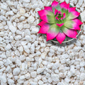 Perlite for Plants, Extra Coarse Grade 4 Horticultural Perlite, 3 quarts Z145656